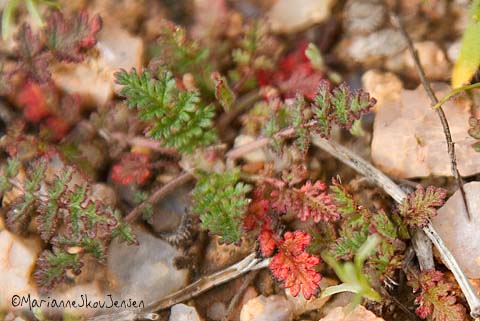 red fillaree leaves