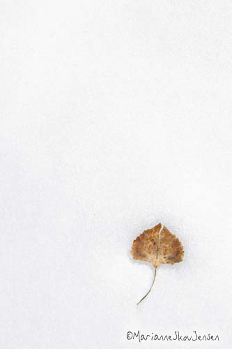 cottonwood leaf on snow
