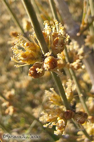 mormon tea blooms