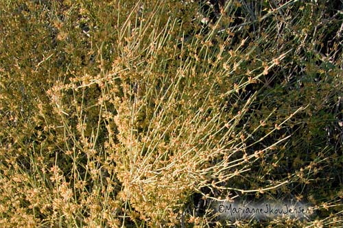 mormon tea shrub in bloom