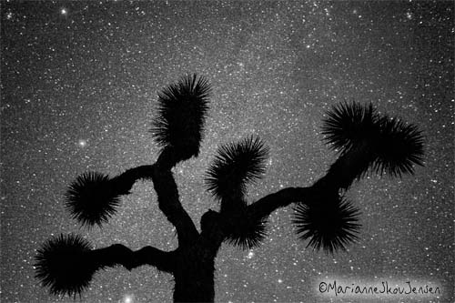 stars and joshua tree