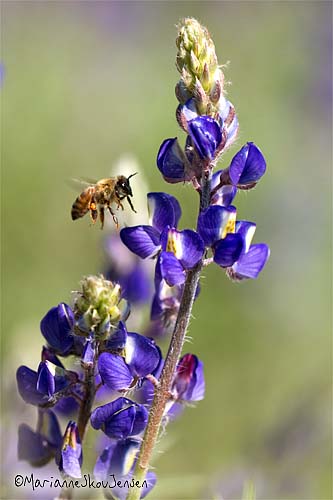 bee and lupine
