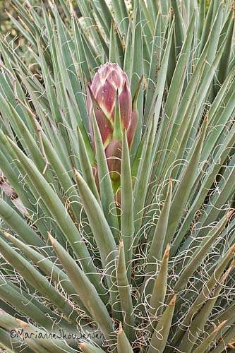 banana yucca