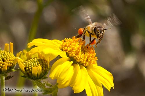 bee and brittlebush