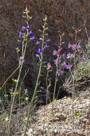 mountain larkspur