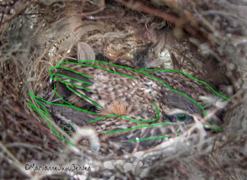 cactus wren babies