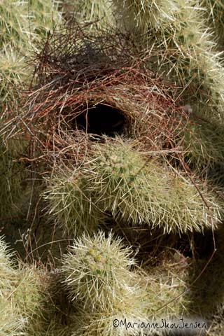 cactus wren nest