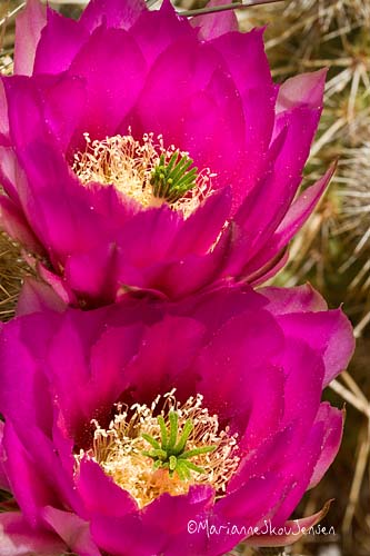 hedgehog cactus blooms