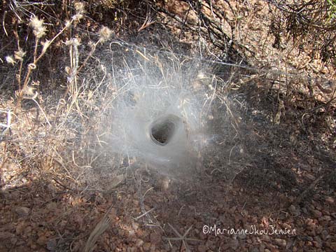 funnel spider web