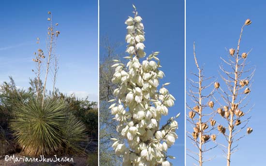 Soaptree Yucca