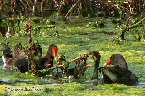 common moorhen and chicks
