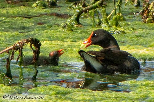 common moorhen and chick