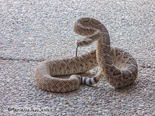 rattlesnake