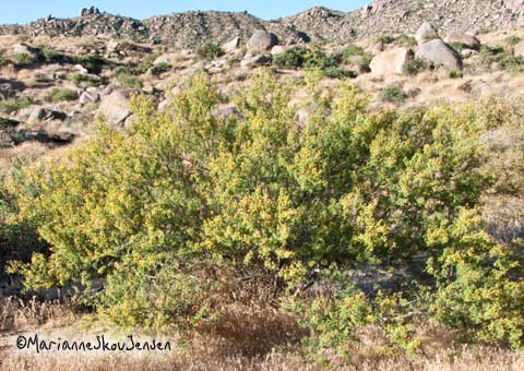 white thorn acacia