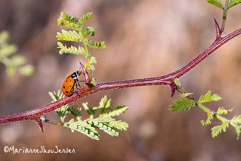 white thorn acacia