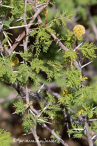 white thorn acacia