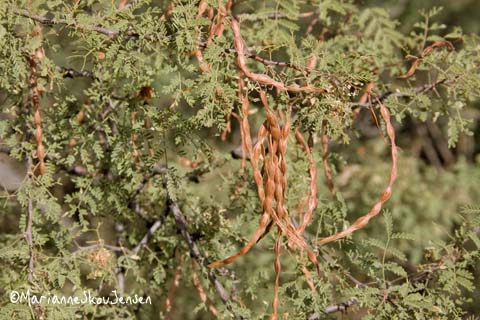 white thorn acacia