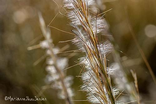 arizona cottontop