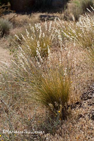 arizona cottontop