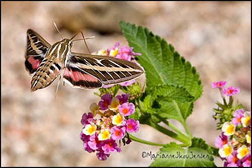 White-lined Sphinx Moth