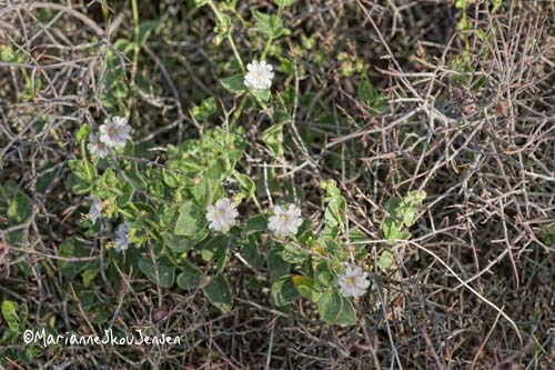 desert wishbone bush